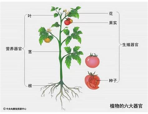 位 meaning 一株植物